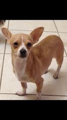 Chihuahua Dogs for adoption in Loxahatchee, FL, USA