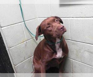 American Pit Bull Terrier-Unknown Mix Dogs for adoption in Tulsa, OK, USA
