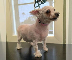 Mutt Dogs for adoption in Long Beach, CA, USA