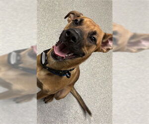 German Shepherd Dog Dogs for adoption in Palmetto, FL, USA