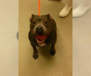 American Pit Bull Terrier-Unknown Mix Dogs for adoption in Sanford, FL, USA