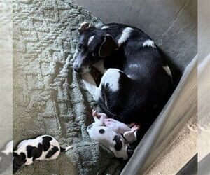Mutt Dogs for adoption in San Bernardino, CA, USA