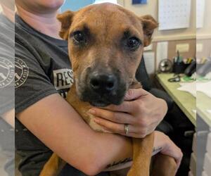Black Mouth Cur-Unknown Mix Dogs for adoption in Rockwall, TX, USA