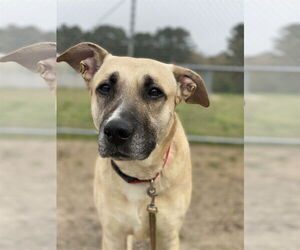 Mutt Dogs for adoption in Virginia Beach, VA, USA