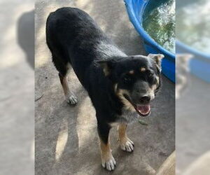 Siberian Husky-Unknown Mix Dogs for adoption in San Antonio, TX, USA