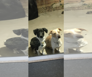 Jack Russell Terrier-Whippet Mix Dogs for adoption in Tonopah, AZ, USA