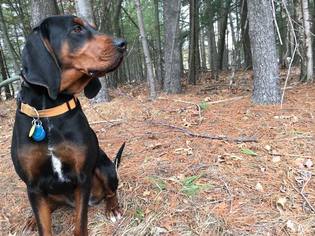 Bluetick Coonhound Dogs for adoption in Williston, VT, USA