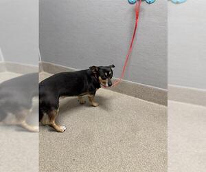 Chihuahua-Unknown Mix Dogs for adoption in Las Vegas, NV, USA