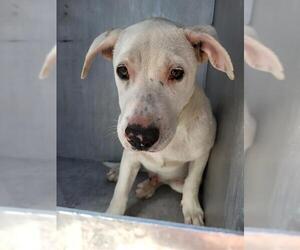 American Staffordshire Terrier-Unknown Mix Dogs for adoption in San Antonio, TX, USA