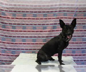 Jack Chi Dogs for adoption in Arlington, WA, USA