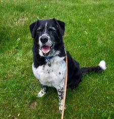 Sheprador Dogs for adoption in Spirit Lake, ID, USA