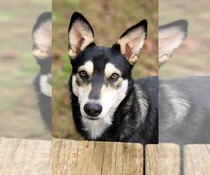 Australian Shepherd-Siberian Husky-Unknown Mix Dogs for adoption in Greenville, SC, USA
