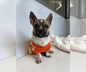 Chihuahua Dogs for adoption in San Martin, CA, USA