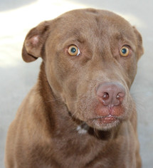 Medium Photo #1 Labrador Retriever-Unknown Mix Puppy For Sale in Hilton Head, SC, USA