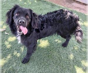 Cocker Spaniel-Unknown Mix Dogs for adoption in HESPERIA, CA, USA