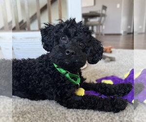 Poodle (Miniature)-Unknown Mix Dogs for adoption in Fargo, ND, USA