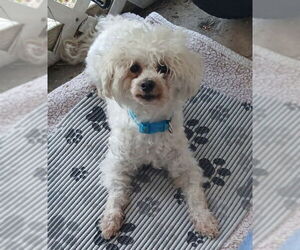 Bichon Frise-Poodle (Standard) Mix Dogs for adoption in Gibbstown, NJ, USA