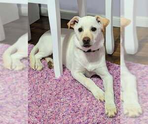 Labrador Retriever-Unknown Mix Dogs for adoption in Minneapolis, MN, USA