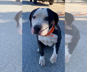 Mutt Dogs for adoption in HESPERIA, CA, USA