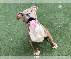 American Pit Bull Terrier-Unknown Mix Dogs for adoption in Texas City, TX, USA