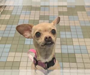 Chihuahua Dogs for adoption in Fort Collins, CO, USA