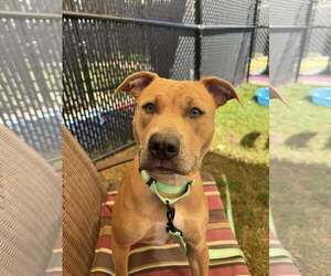 American Pit Bull Terrier-Unknown Mix Dogs for adoption in Millersville, MD, USA
