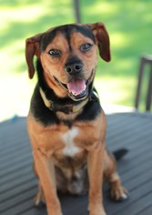 Puggle Dogs for adoption in Morganville, NJ, USA