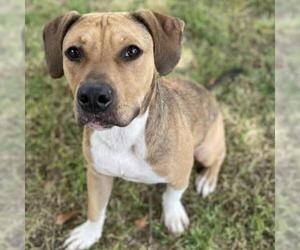 Basset Hound Dogs for adoption in Von Ormy, TX, USA