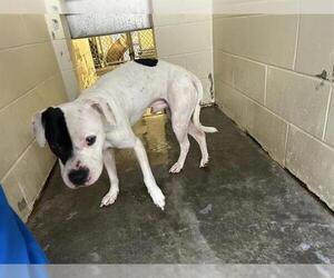 American Pit Bull Terrier Dogs for adoption in Ocala, FL, USA