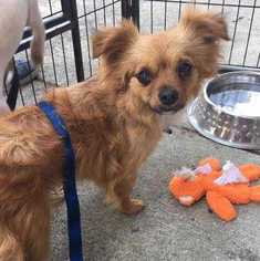 Papillon Dogs for adoption in Durham, NC, USA