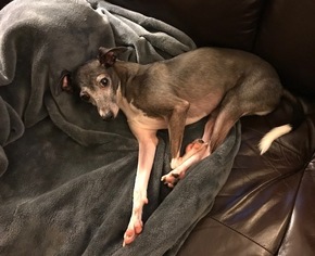 Italian Greyhound Dogs for adoption in Richardson, TX, USA