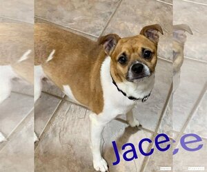 Jug Dogs for adoption in Oakhurst, NJ, USA