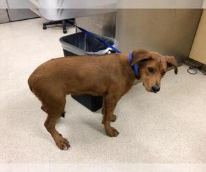 Redbone Coonhound-Unknown Mix Dogs for adoption in Riverside, CA, USA