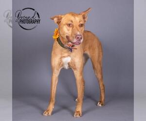 Mutt Dogs for adoption in Irving, TX, USA