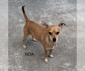 Rat-Cha Dogs for adoption in Princeton, MN, USA