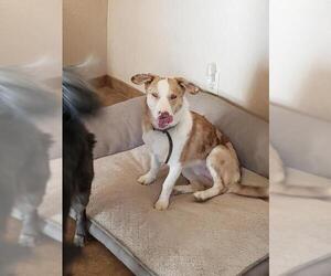 Border-Aussie Dogs for adoption in Surprise , AZ, USA