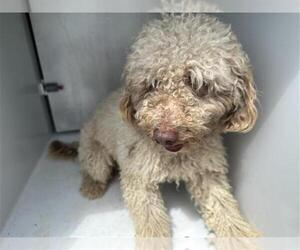 Poodle (Standard)-Unknown Mix Dogs for adoption in Houston, TX, USA