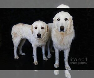 Great Pyrenees Dogs for adoption in Canyon Country, CA, USA