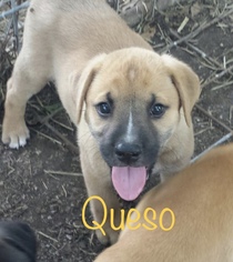 Medium Photo #1 Black Mouth Cur-Unknown Mix Puppy For Sale in Thorndale, TX, USA
