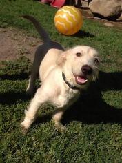 Golden Retriever-Unknown Mix Dogs for adoption in Lemoore, CA, USA