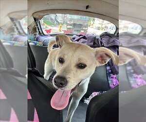 Chihuahua Dogs for adoption in Long Beach, CA, USA