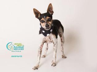 Small Toy Fox Terrier Mix