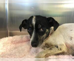 Jack Chi Dogs for adoption in pomona, CA, USA