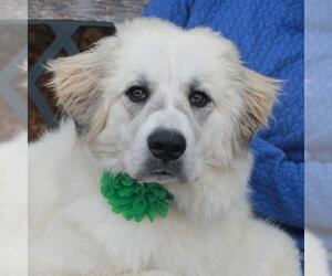 Great Pyrenees Dogs for adoption in Garfield Heights, OH, USA