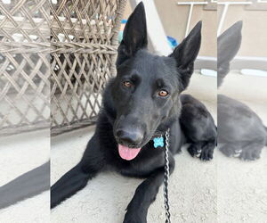 Mutt Dogs for adoption in Emmett, ID, USA