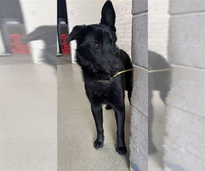 German Shepherd Dog Dogs for adoption in San Bernardino, CA, USA