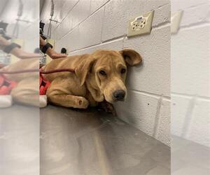 Labrador Retriever-Unknown Mix Dogs for adoption in Corpus Christi, TX, USA