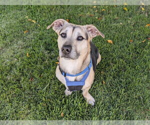 Medium Photo #1 Basset Hound-German Shepherd Dog Mix Puppy For Sale in San Clemente, CA, USA