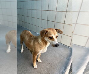 Labrador Retriever-Unknown Mix Dogs for adoption in Corpus Christi, TX, USA