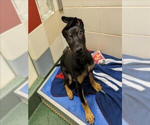 Doberman Pinscher-Unknown Mix Dogs for adoption in Plano, TX, USA